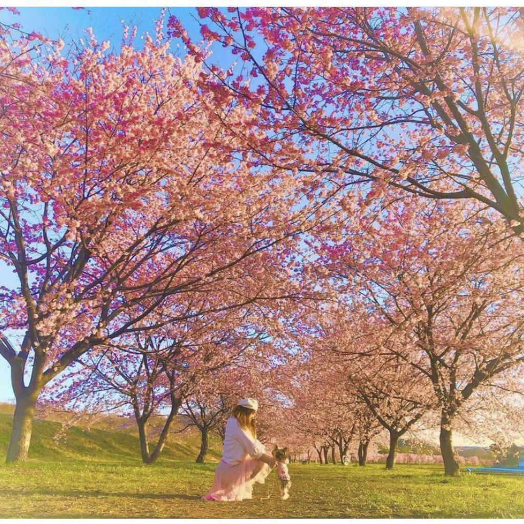 北浅羽桜堤公園の口コミ 写真 アクセス Recotrip レコトリップ