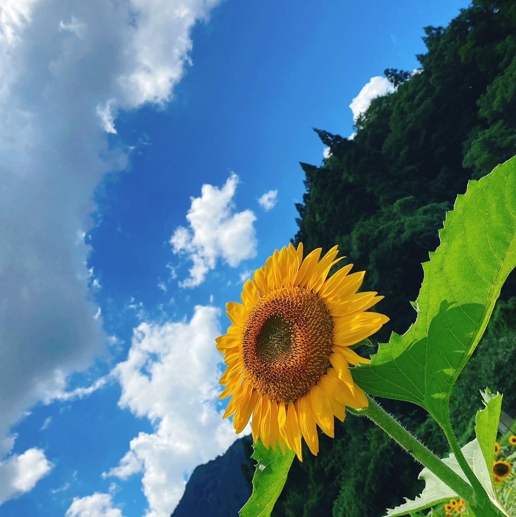 22年 兵庫県 ひまわりの絶景 自然はココ みんなに人気のスポットtop9