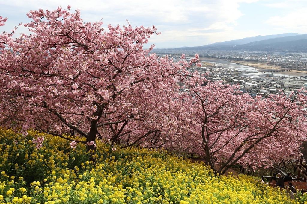 松田 西平畑公園 山の上に咲く河津桜と菜の花