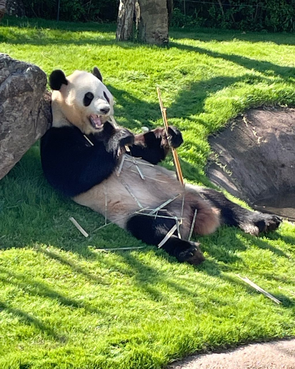 22年 アドベンチャーワールド 水族館と動物園と遊園地がミックス 可愛いパンダにも出会える大満足スポット Recotrip レコトリップ