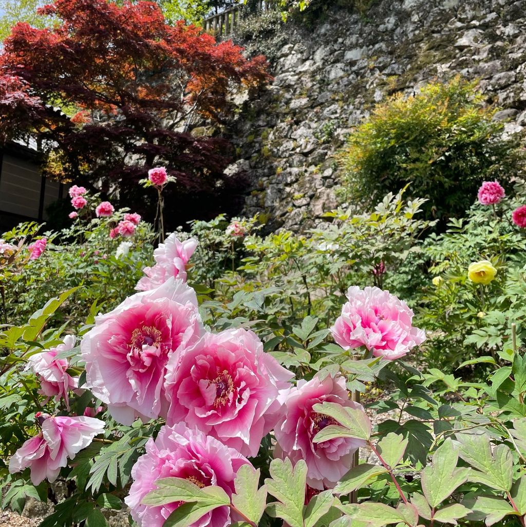 長谷寺 奈良 牡丹咲く春の長谷寺