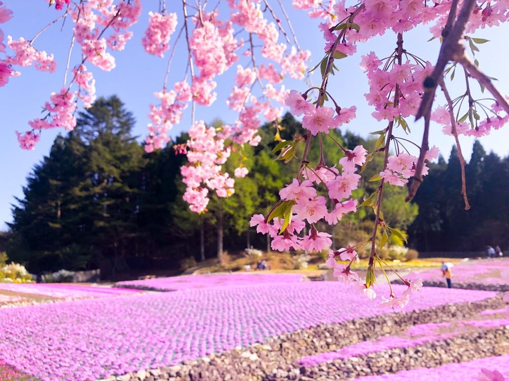 花のじゅうたん まるでピンクのカーペット