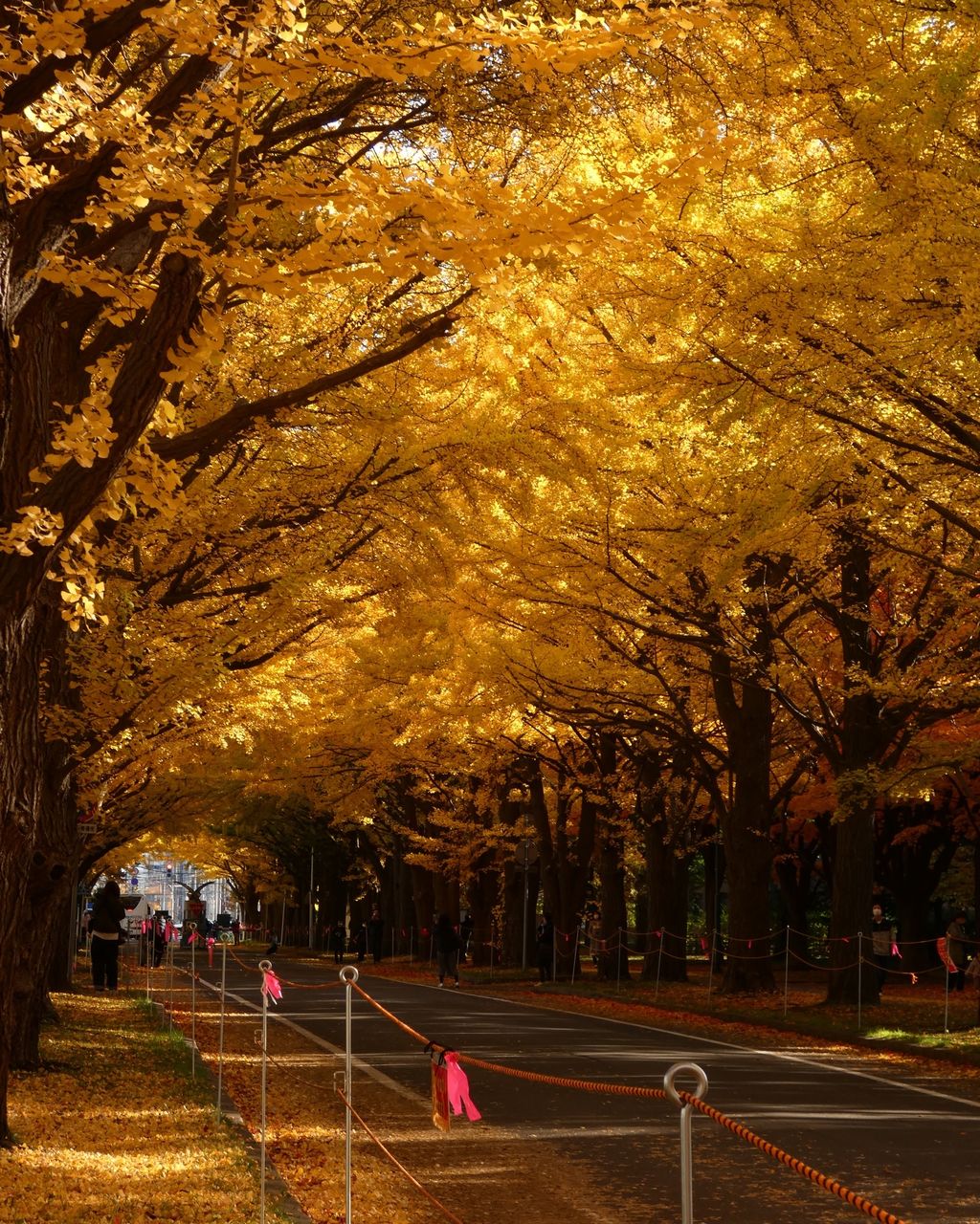 札幌市 紅葉スポット 3選 絶景お散歩コース