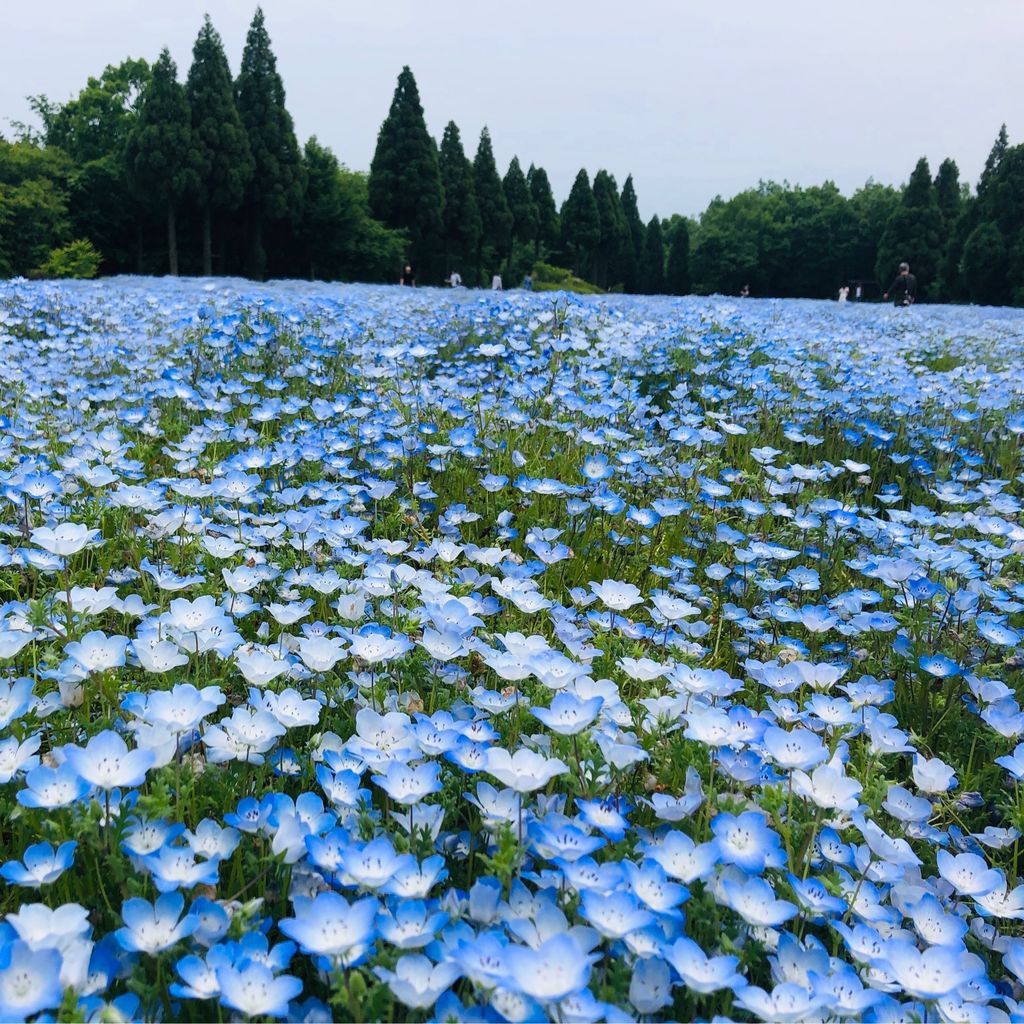 くじゅう花公園の口コミ 写真 アクセス Recotrip レコトリップ