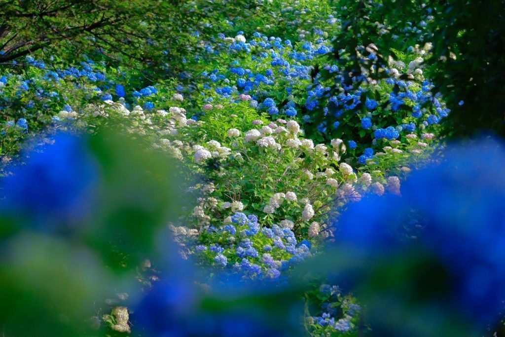 荻窪公園 青と白の紫陽花の丘が綺麗