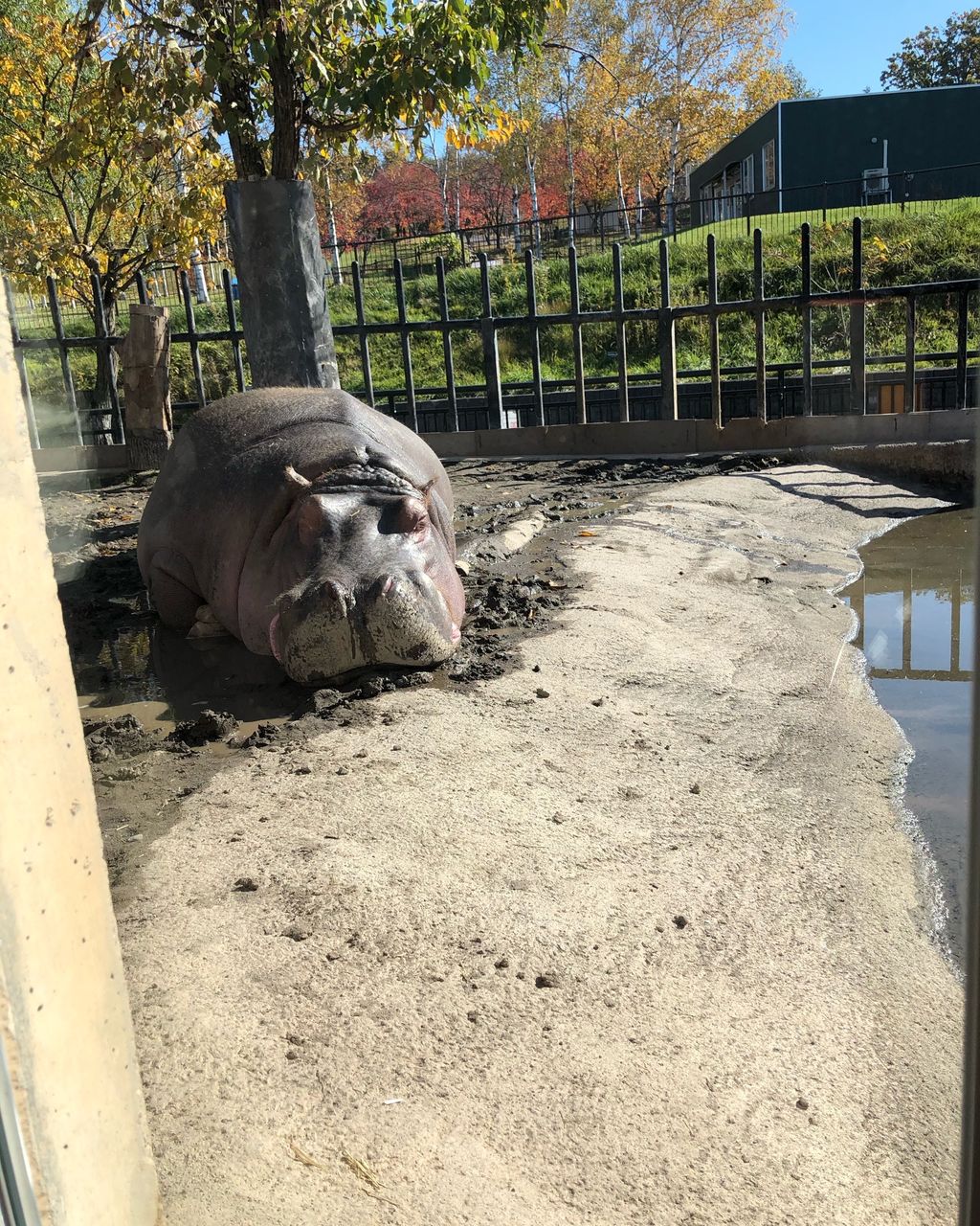 旭川市旭山動物園 カバ カバ 可愛いカバ 旭川動物園