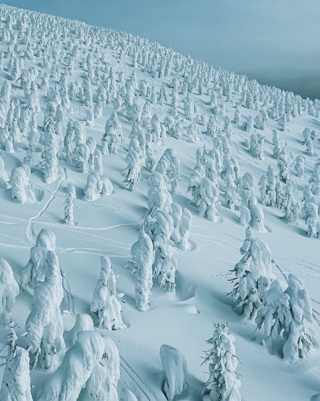 22年 蔵王の樹氷 まるで雪のモンスター 冬の山の木々が作り出す氷の柱 Recotrip レコトリップ