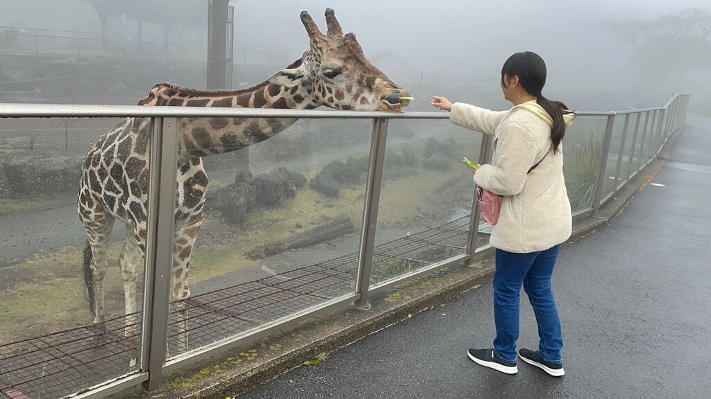 大人３枚大人３枚 伊豆 アニマルキングダム チケット - 遊園地