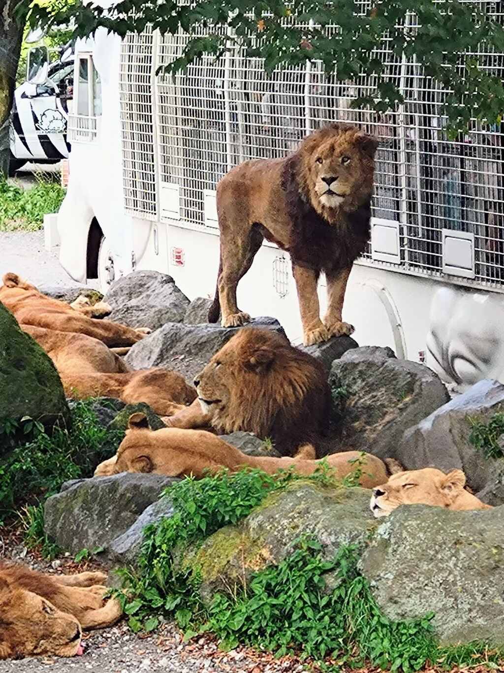 富士山こどもの国　富士サファリーパークチケット　おまけ付き公園