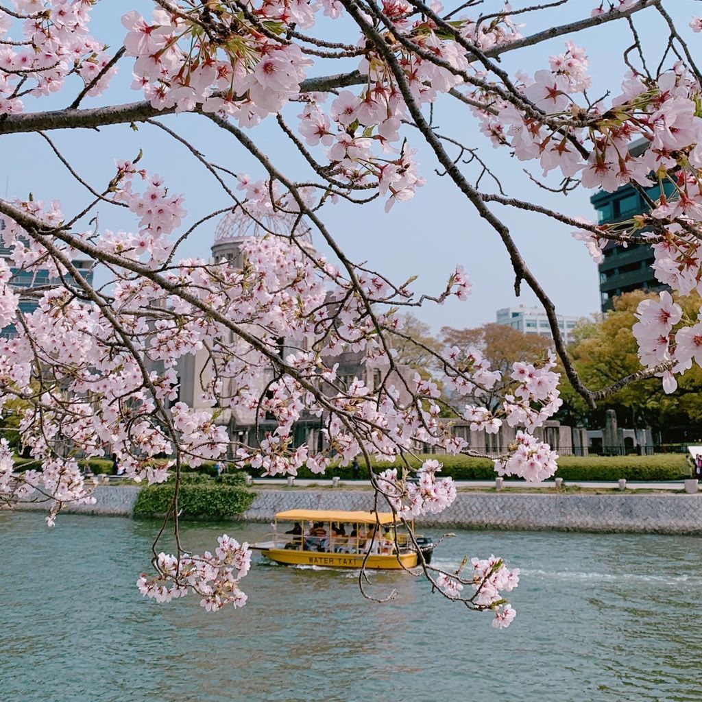 広島平和記念公園 実は 人気な桜スポット