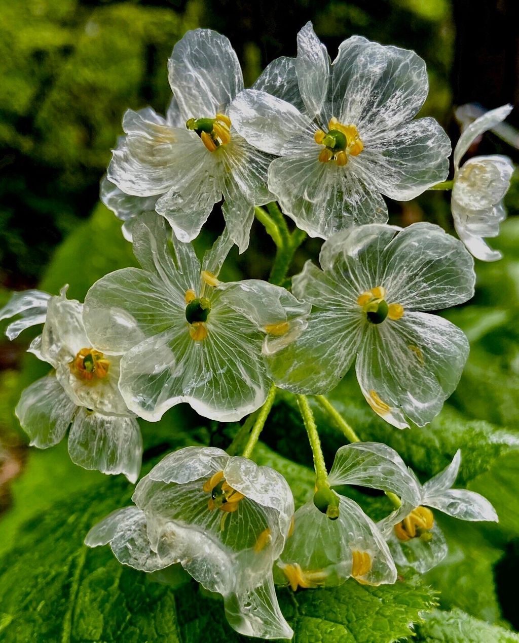 栂池高原 雨に濡れると透明になる花 サンカヨウを探しに