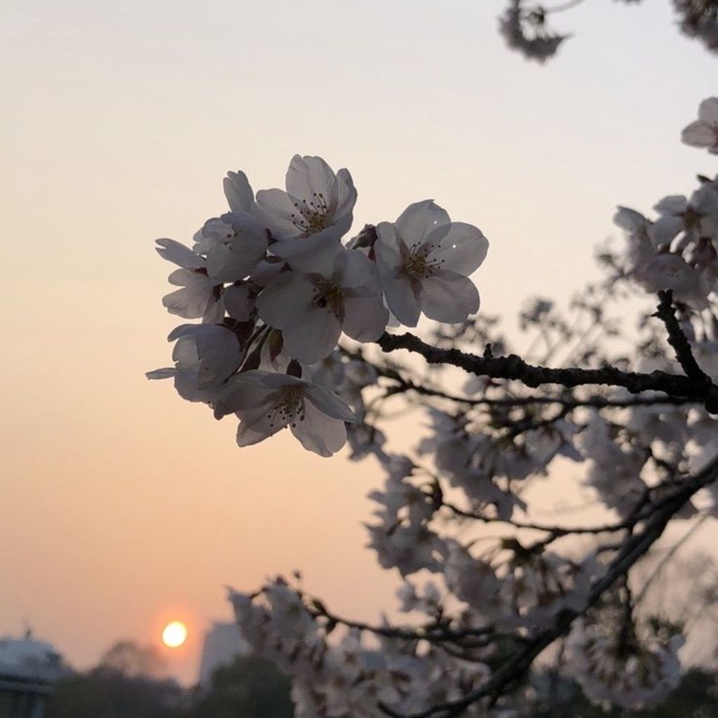 広島平和記念公園 広島 美しい桜と夕陽に平和を祈る