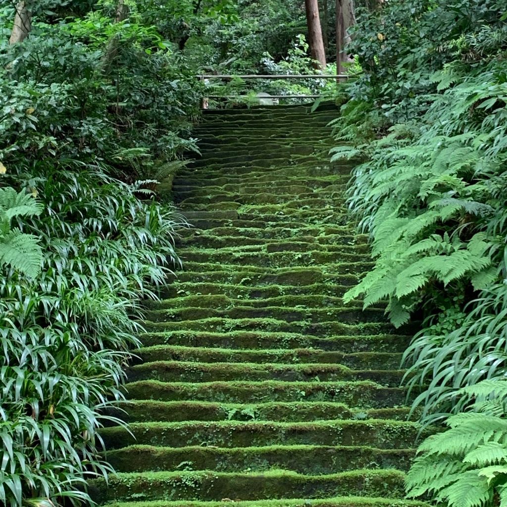 妙法寺 苔寺 鎌倉の苔寺