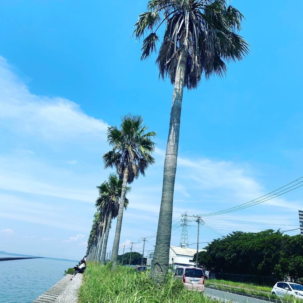 千葉フォルニア 袖フォルニア 日本にいながらカリフォルニア気分 海と空とヤシの木が生み出した絶景 Recotrip レコトリップ