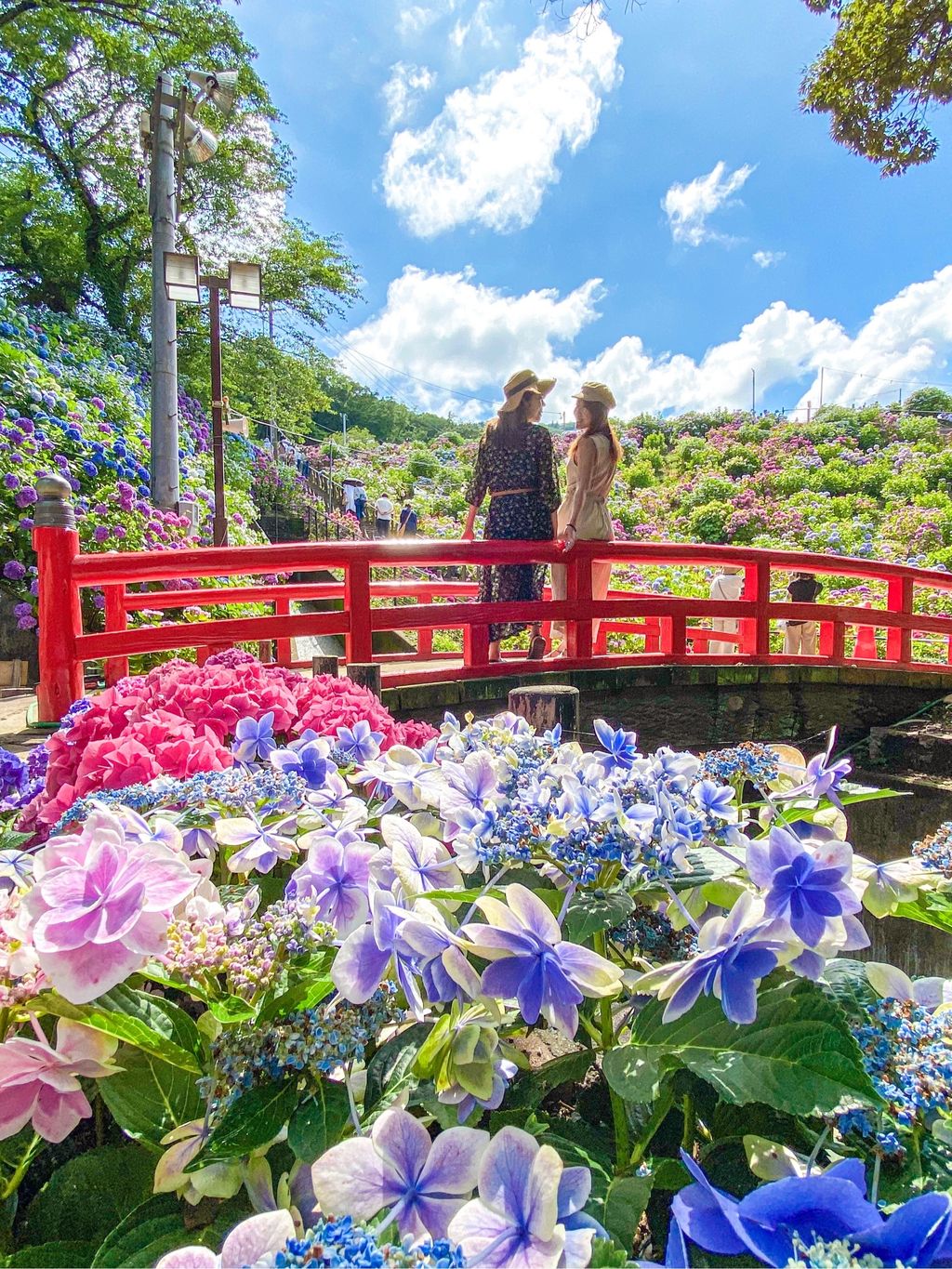 形原温泉あじさいの里 5万株の紫陽花の絶景