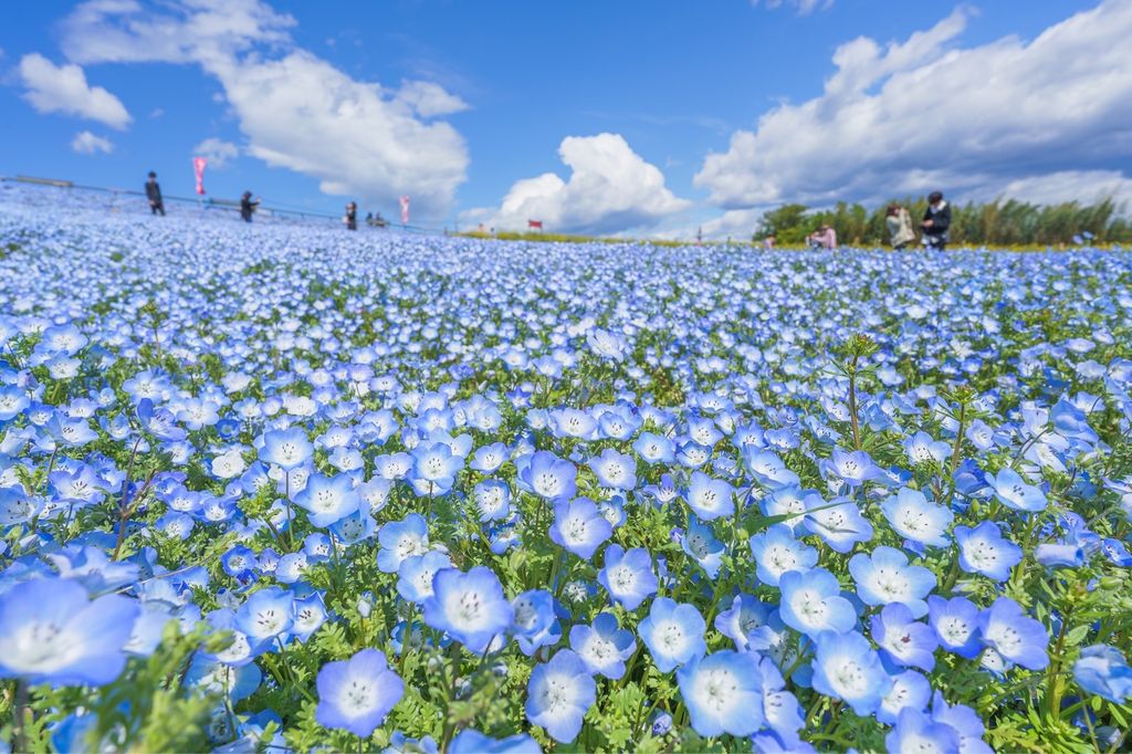 鼻高展望花の丘 高崎市 群馬で見れる絶景ネモフィラ畑