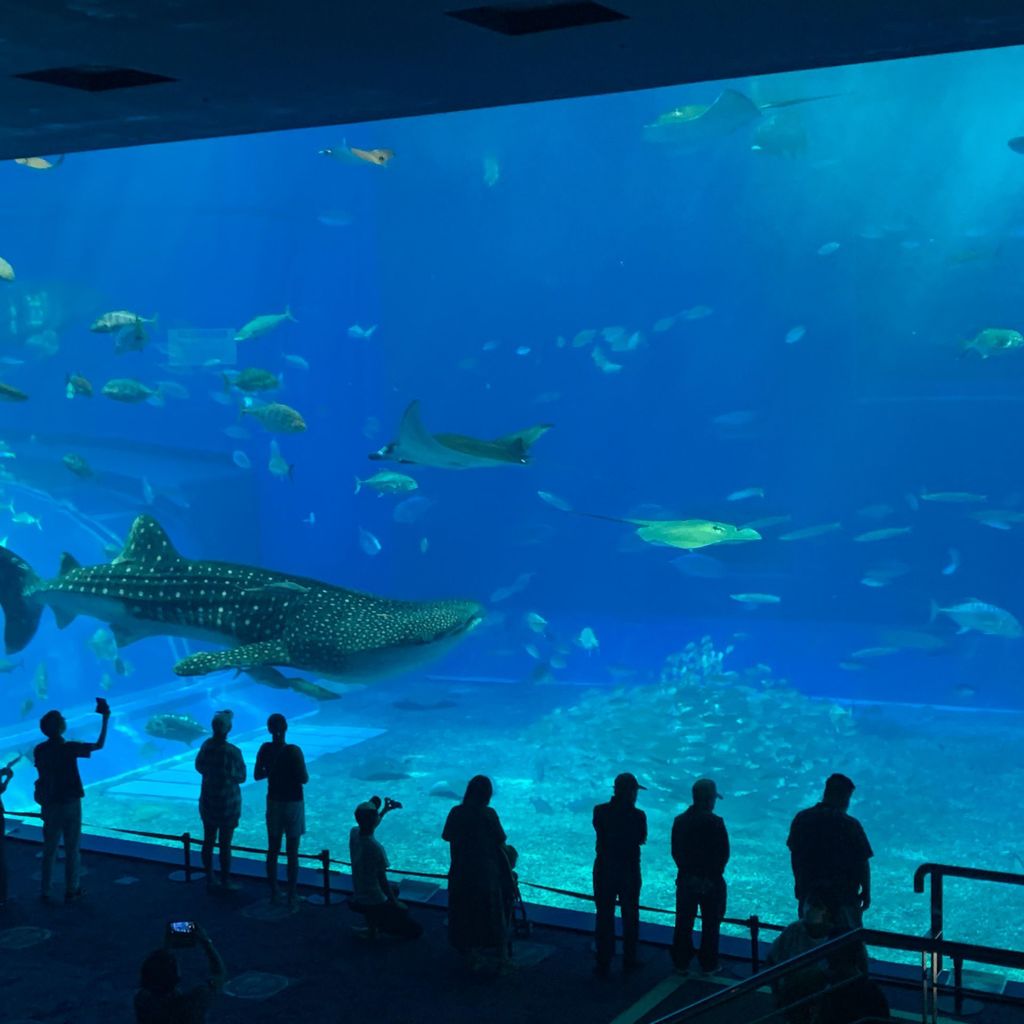 アジア 水族館の観光スポットランキング 21年版 1ページ目