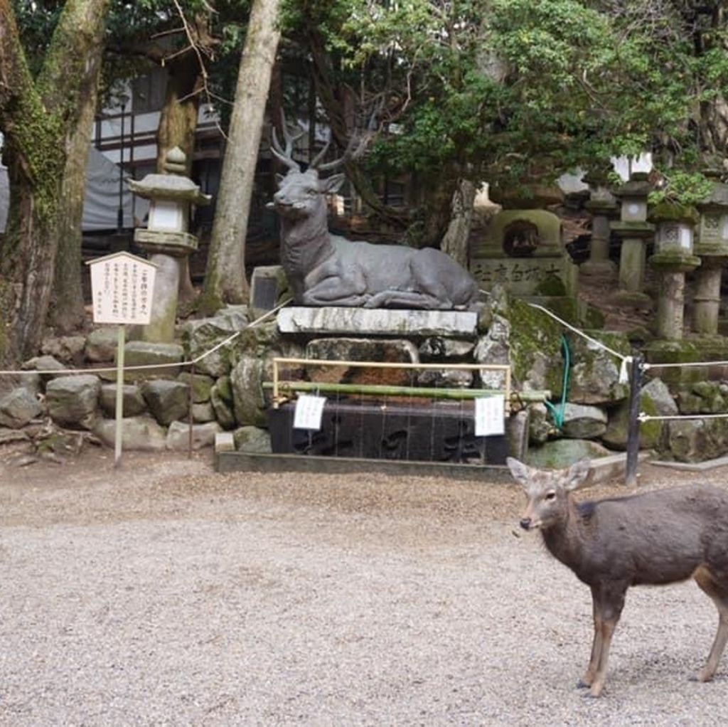 春日大社 神の使いと会う