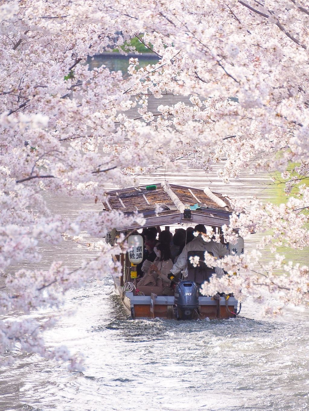 伏見十石舟 京都の桜 伏見港 伏見十石舟