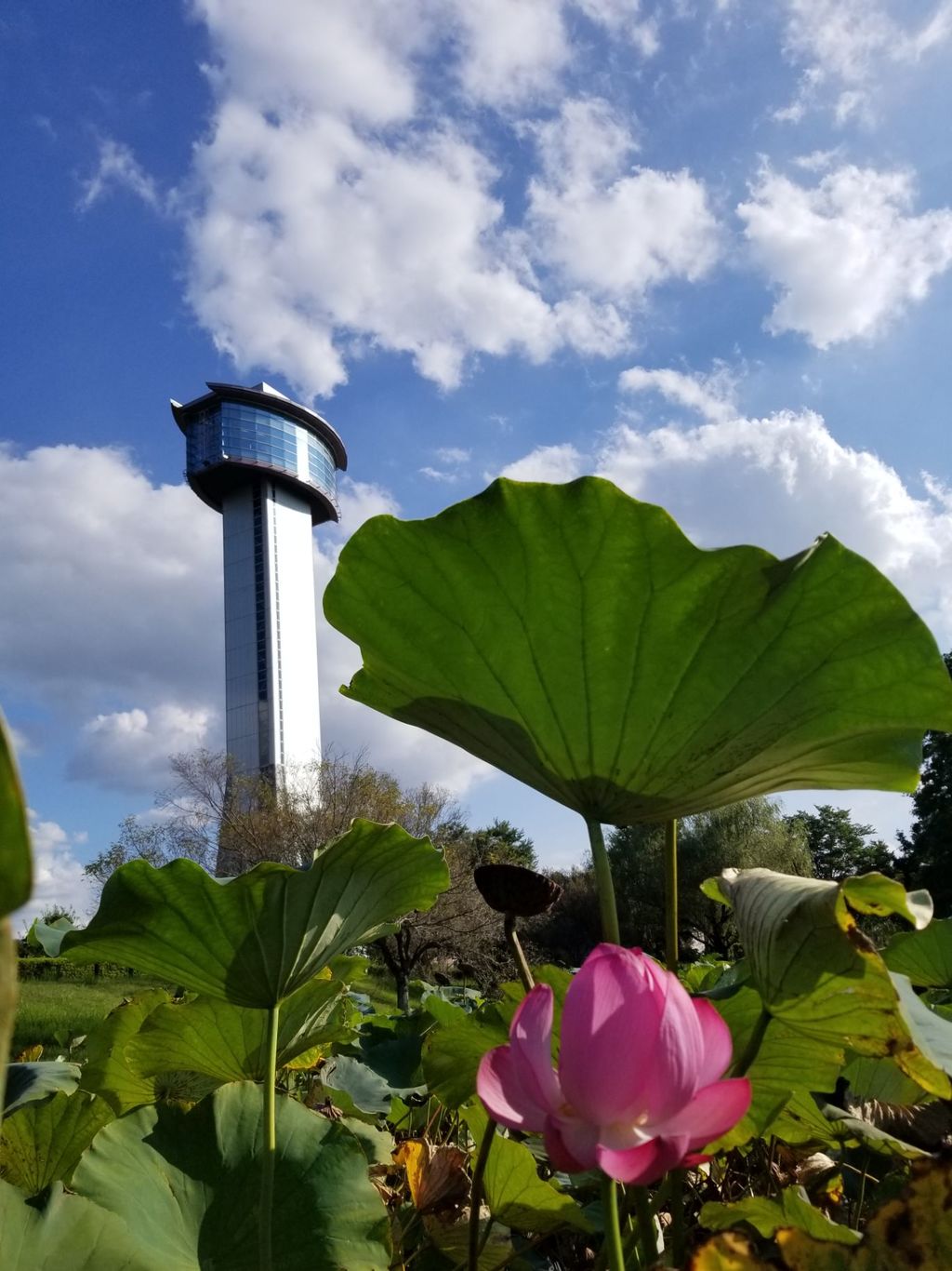 古代蓮の里 行田市 いろんな種類の蓮の花が咲く