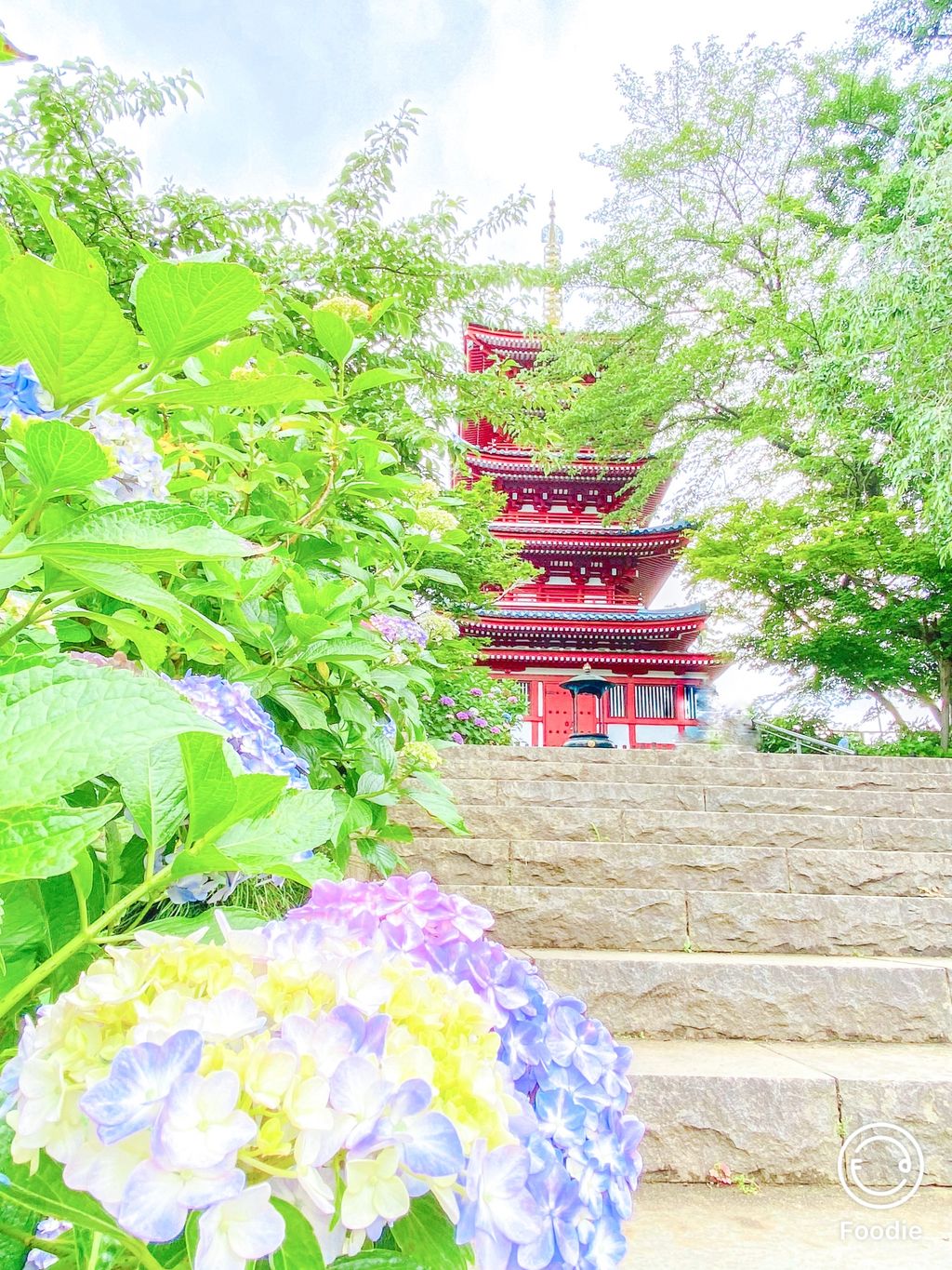 本土寺 千葉県松戸市 あじさい寺