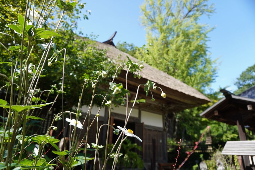 吉祥寺 群馬 花と水 佇まいに癒やされる花寺 吉祥寺