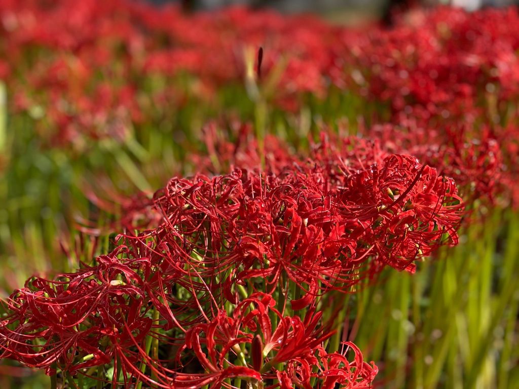 23年 羽黒山公園 丘一面が真っ赤に染まる 地元の住民によって整備されている彼岸花が咲き誇る公園 Recotrip レコトリップ