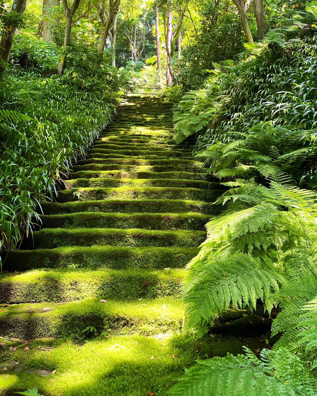 妙法寺 苔寺 鎌倉の苔寺 新緑が眩しい