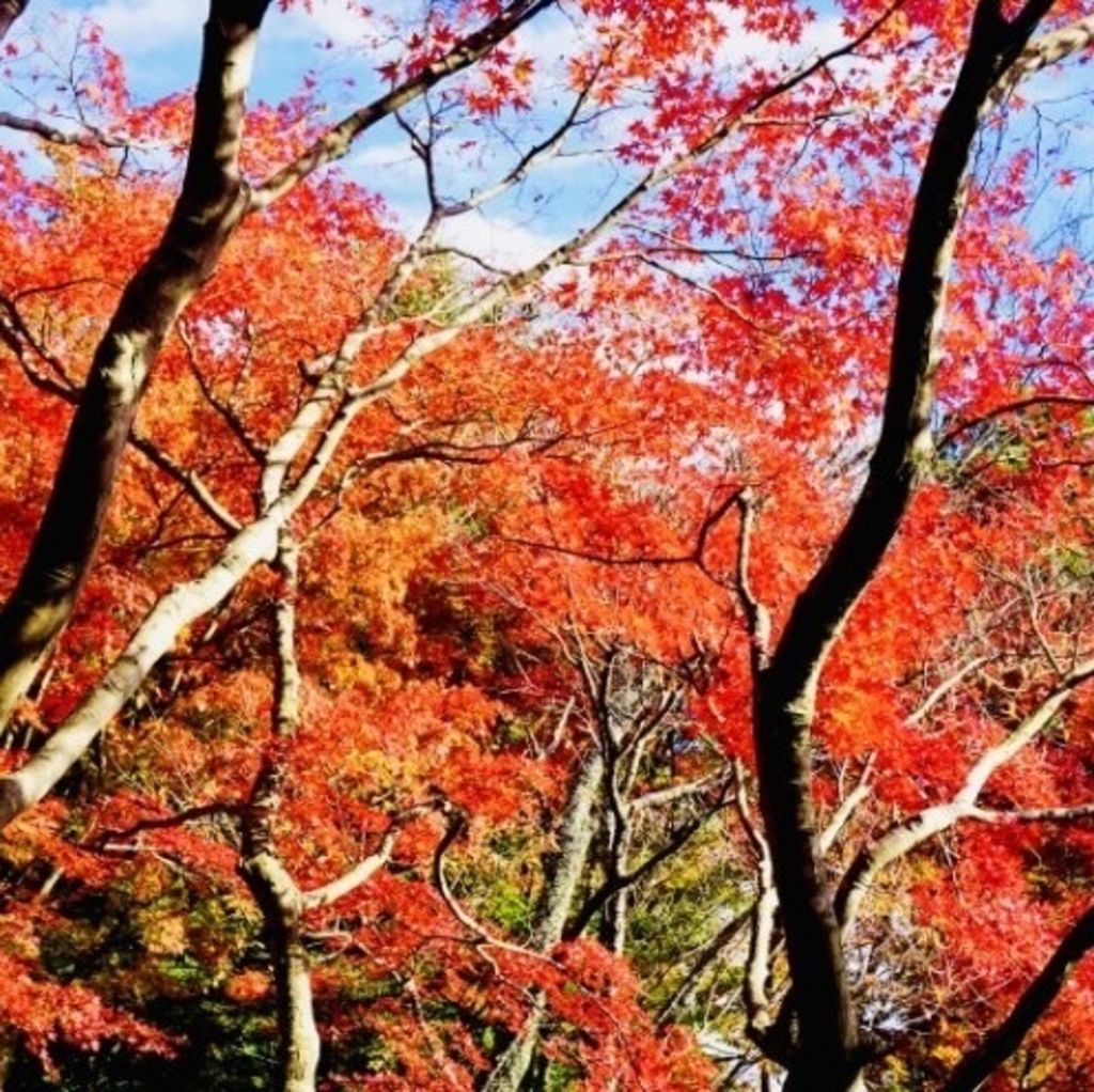 成田山公園 広大な敷地で紅葉を楽しむ