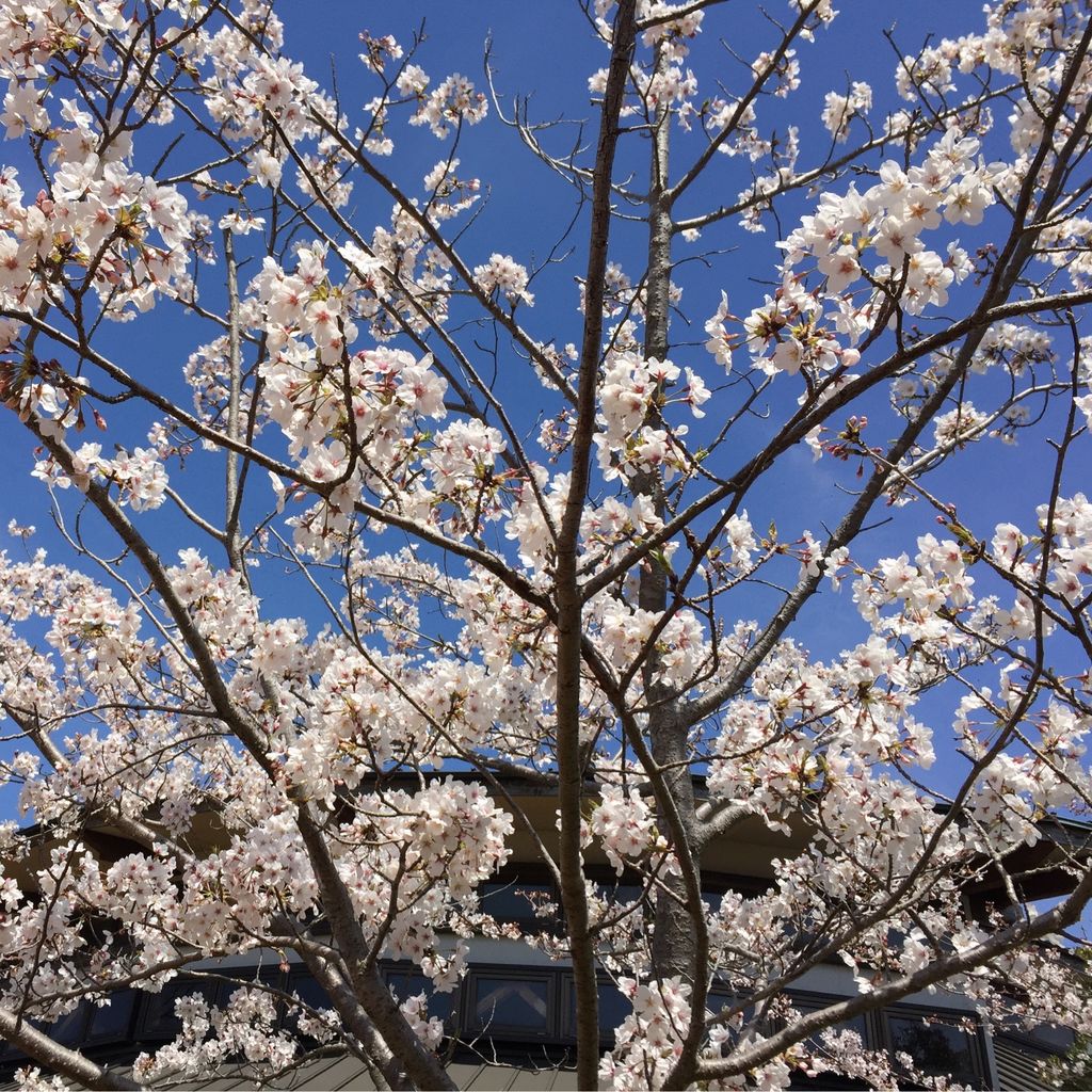 22年 平草原公園の口コミ 写真 アクセス Recotrip レコトリップ