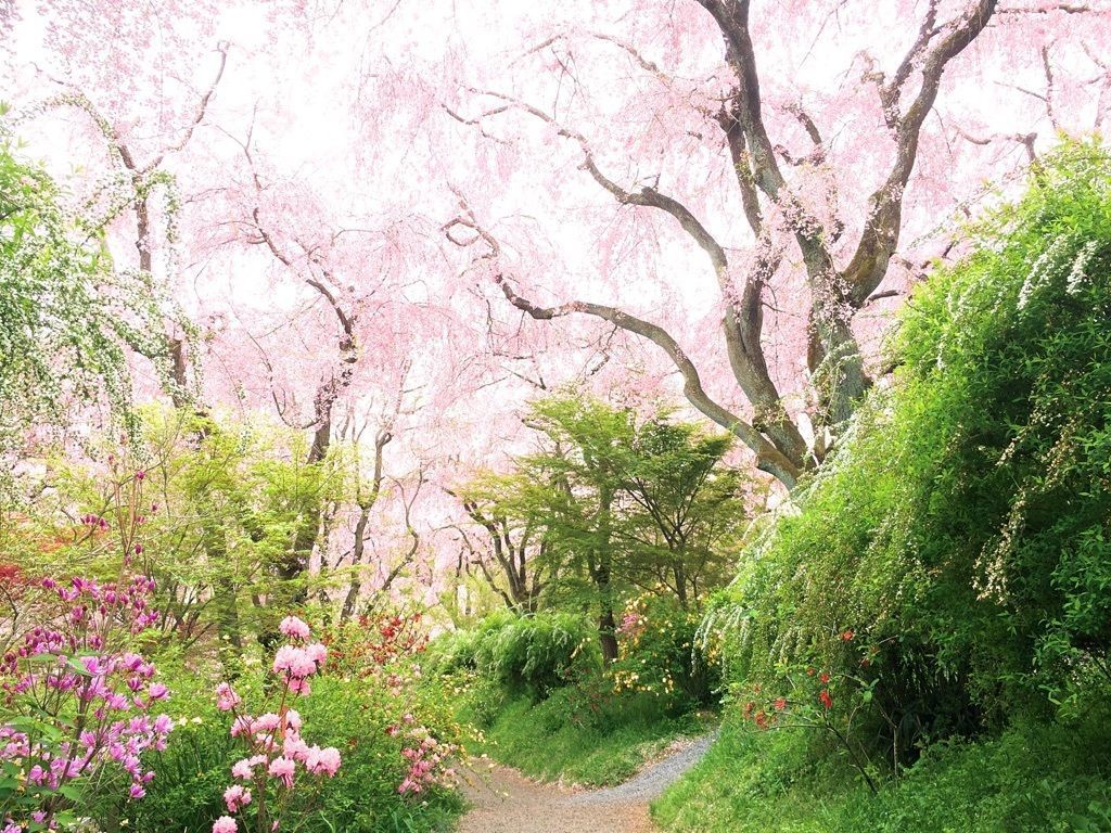 原谷苑 地元民おすすめの京都の春の絶景