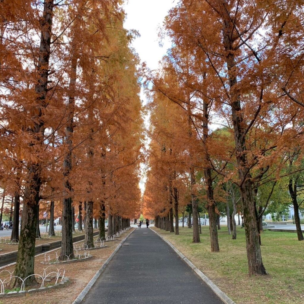 花博記念公園 鶴見緑地 まるでnyのセントラルパーク 紅葉シーズンはぜひ緑地公園に