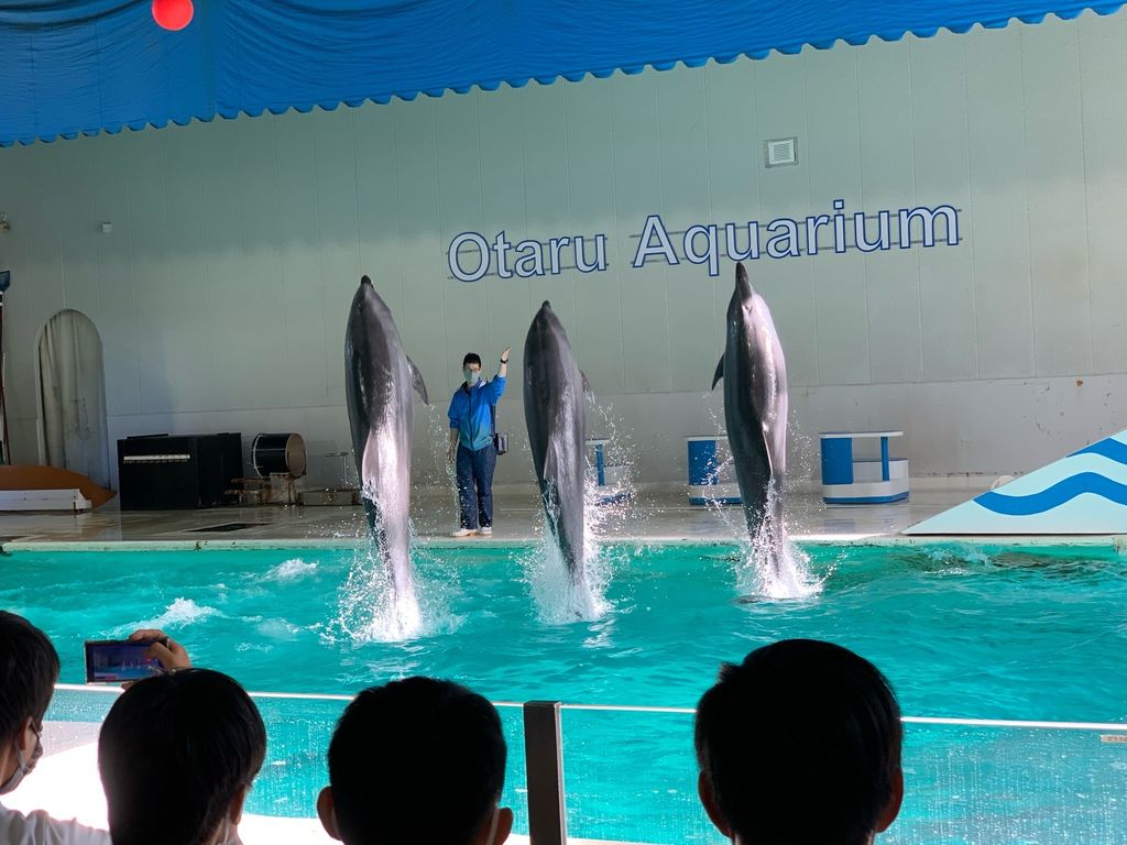 22年 おたる水族館 海を仕切って作られた豪快なプール 様々なショーが人気の北海道の水族館 Recotrip レコトリップ