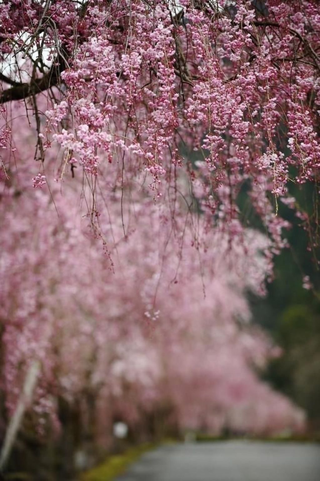 竹田の里 しだれ桜の口コミ 写真 アクセス Recotrip レコトリップ
