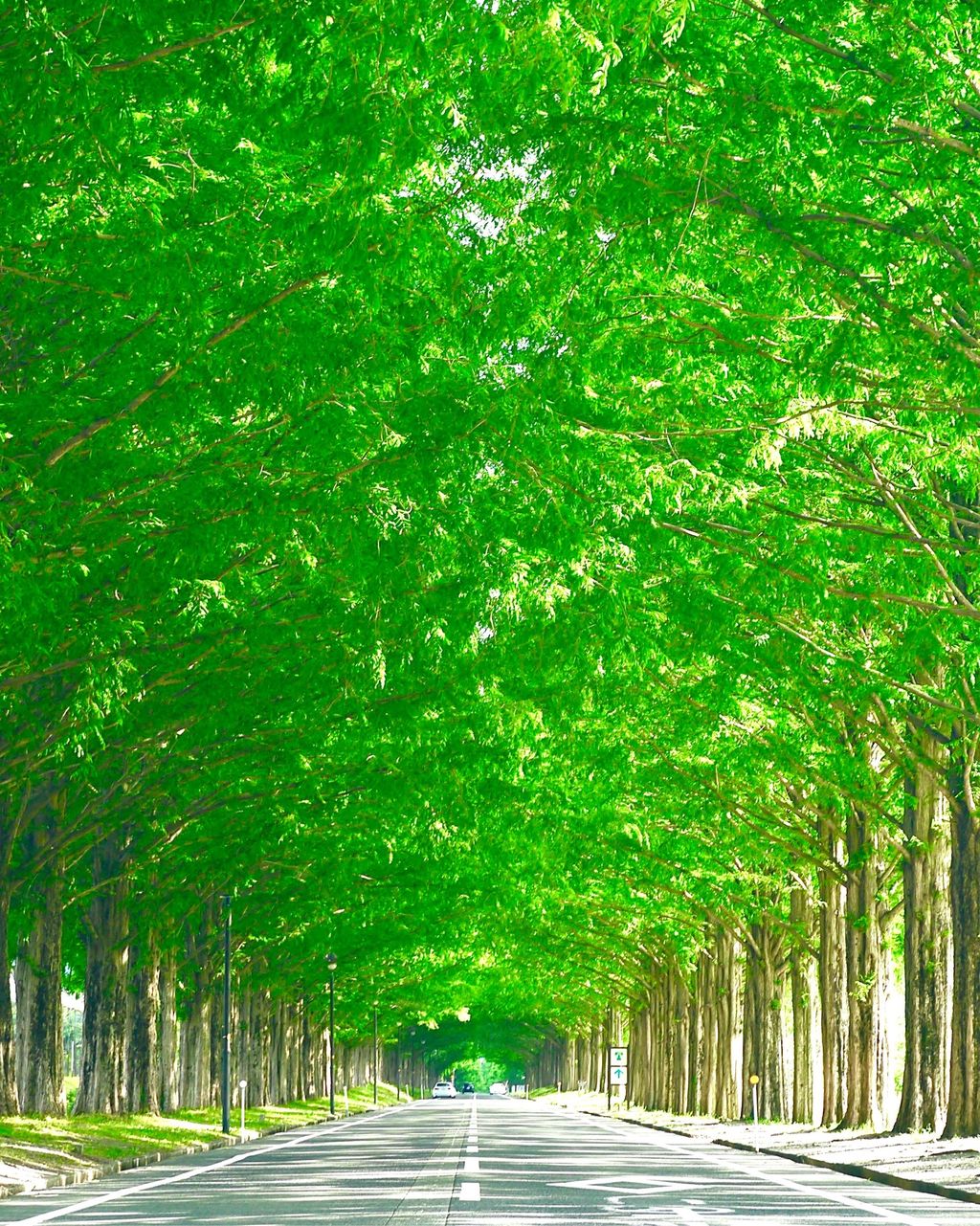 メタセコイア並木 夏は新緑の絶景 マキノ高原 メタセコイアの並木道