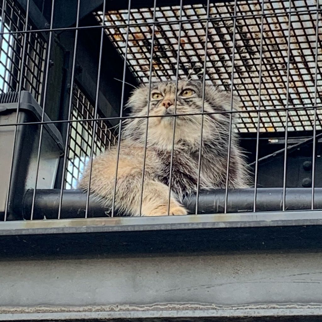 旭川市旭山動物園 マヌルネコ