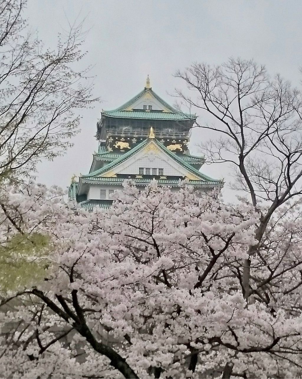 大阪城 桃と桜 と一緒に撮れるお城 大阪のシンボル大阪城