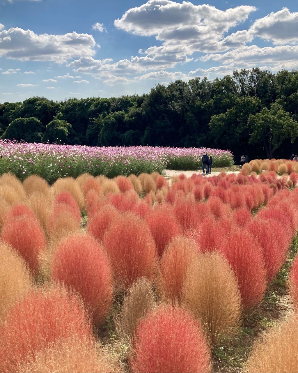 万博記念公園 素晴らしい花の丘 どこを撮っても絵になります