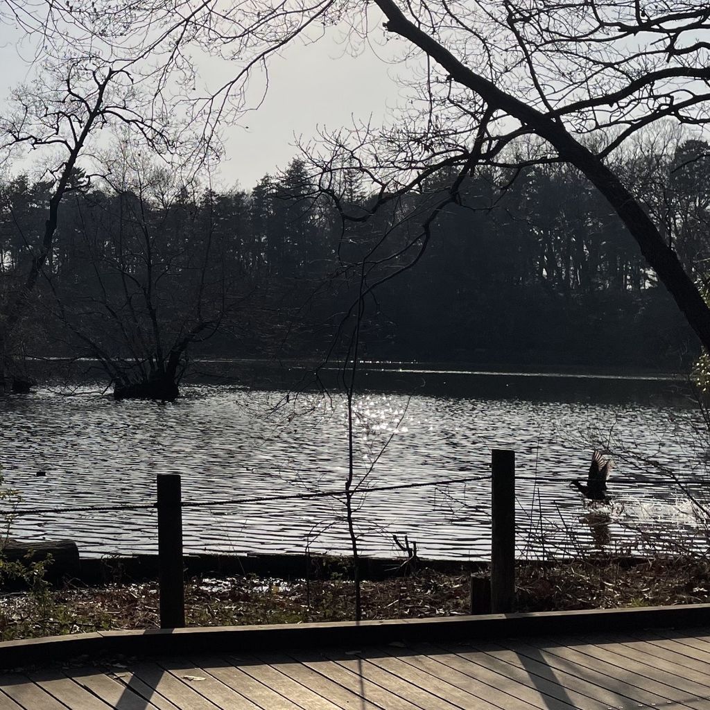 石神井公園 ブリュッセルの公園 風