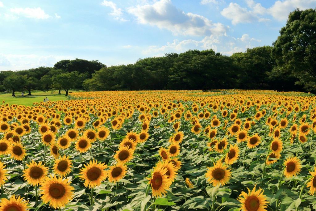 国営昭和記念公園 夏の絶景 5万本のひまわりに囲まれる場所