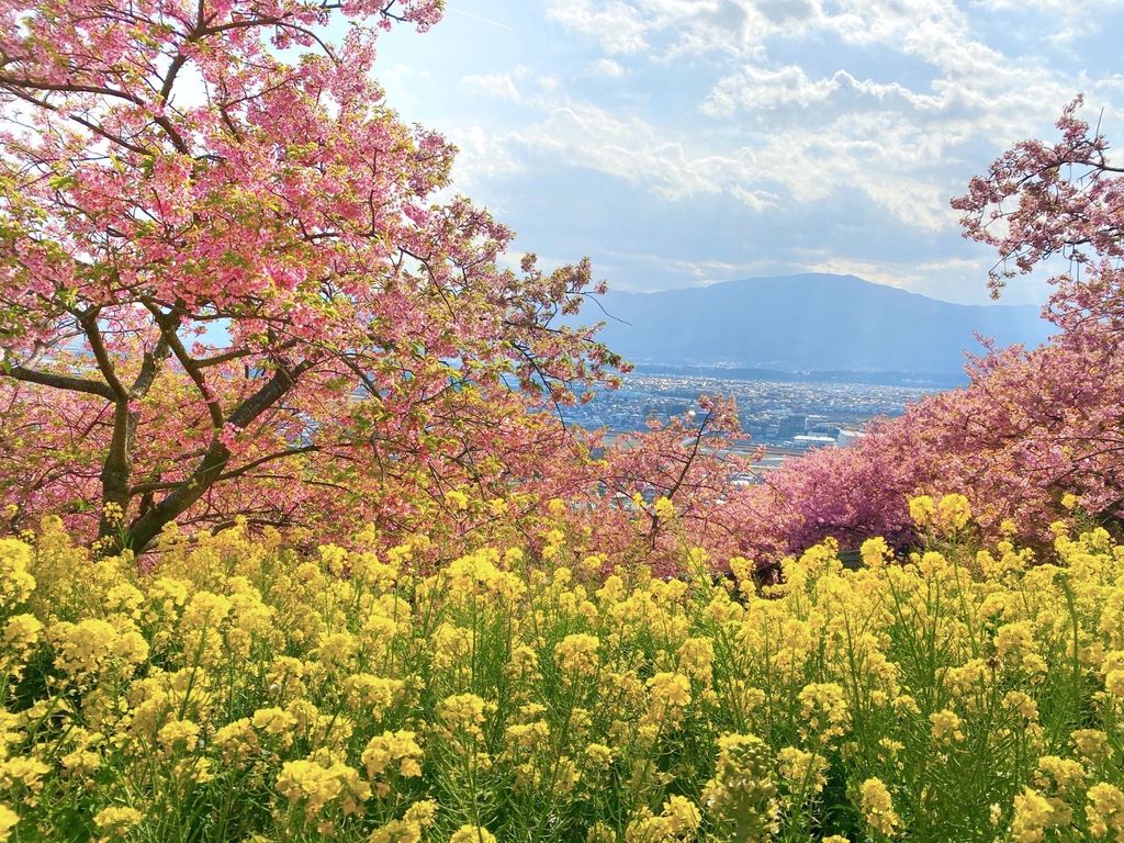 松田山ハーブガーデン 桜と菜の花