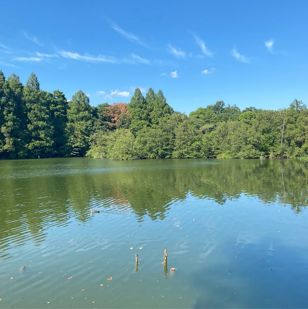 石神井公園 三宝寺池と石神井池の両エリアが癒しの空間に