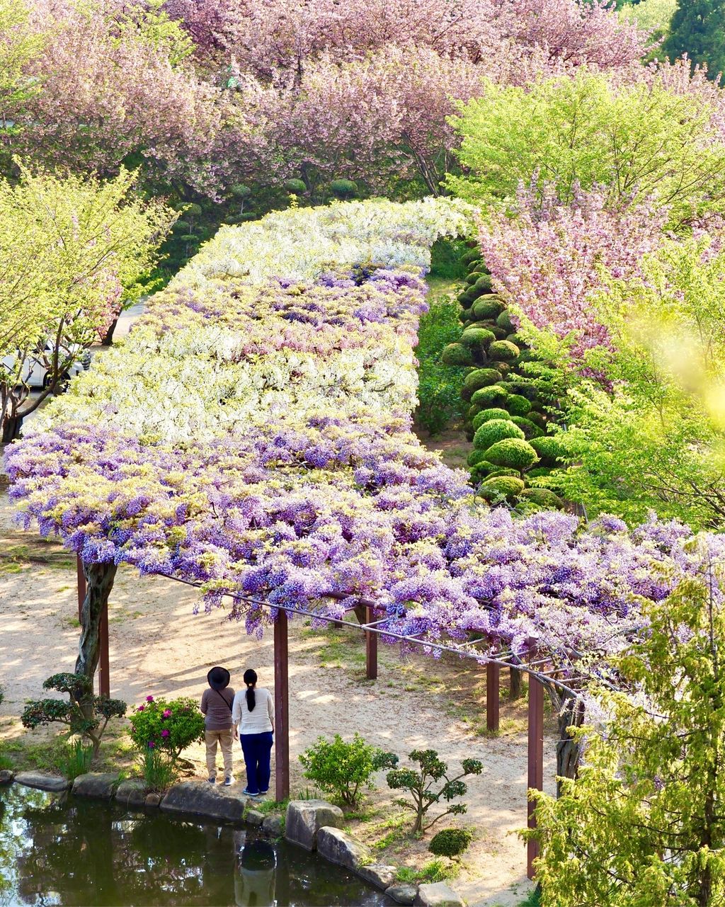 種松山公園西園地 岡山 藤の花の香りが春を知らせてくれます