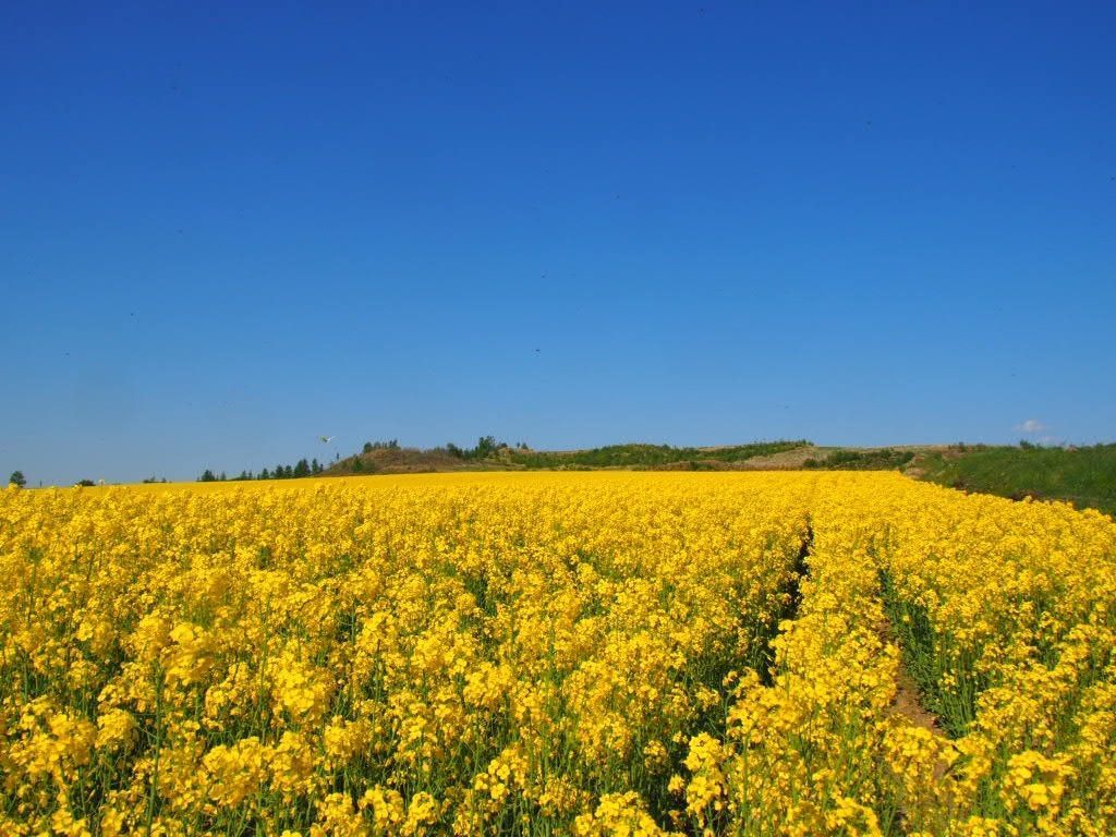 安平町 安平町の菜の花畑