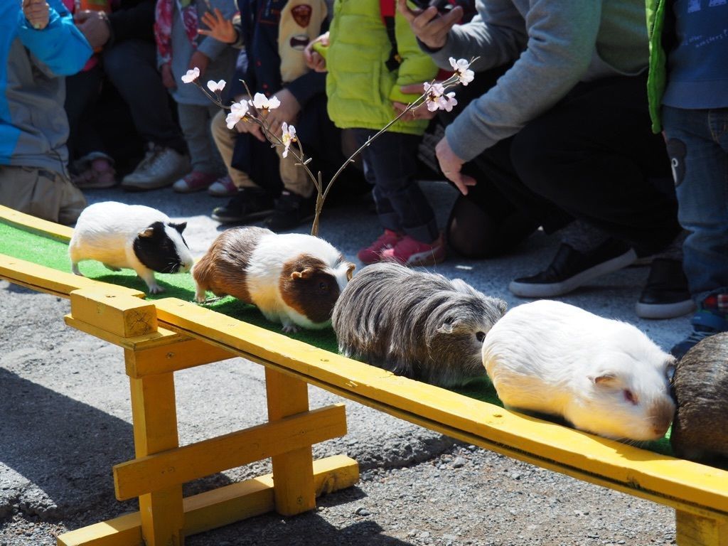 狭山市立智光山公園こども動物園の口コミ 写真 アクセス Recotrip レコトリップ