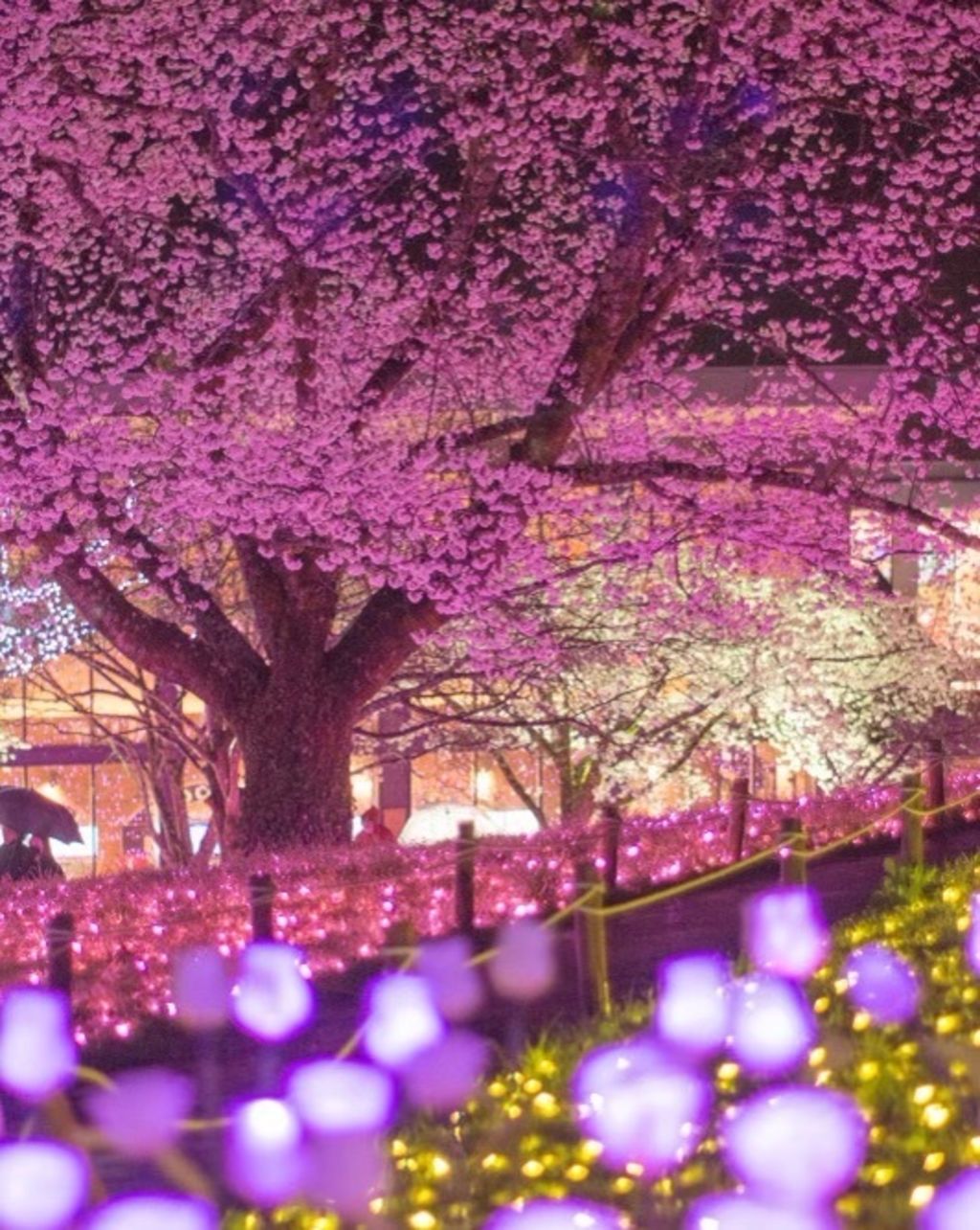 さがみ湖リゾートプレジャーフォレスト 桜とイルミの絶景