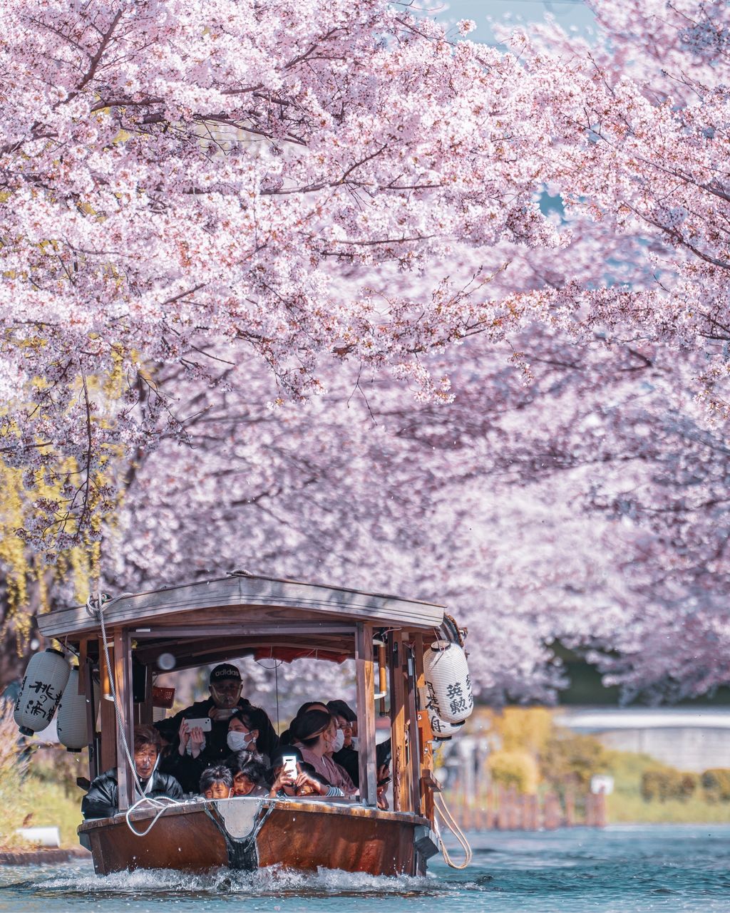 伏見十石舟 桜のトンネル 伏見十石舟