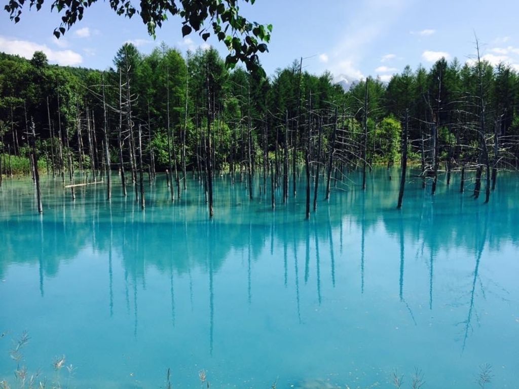 白金青い池 青く輝く神秘の池 見逃せない北海道の新定番観光スポット Recotrip レコトリップ