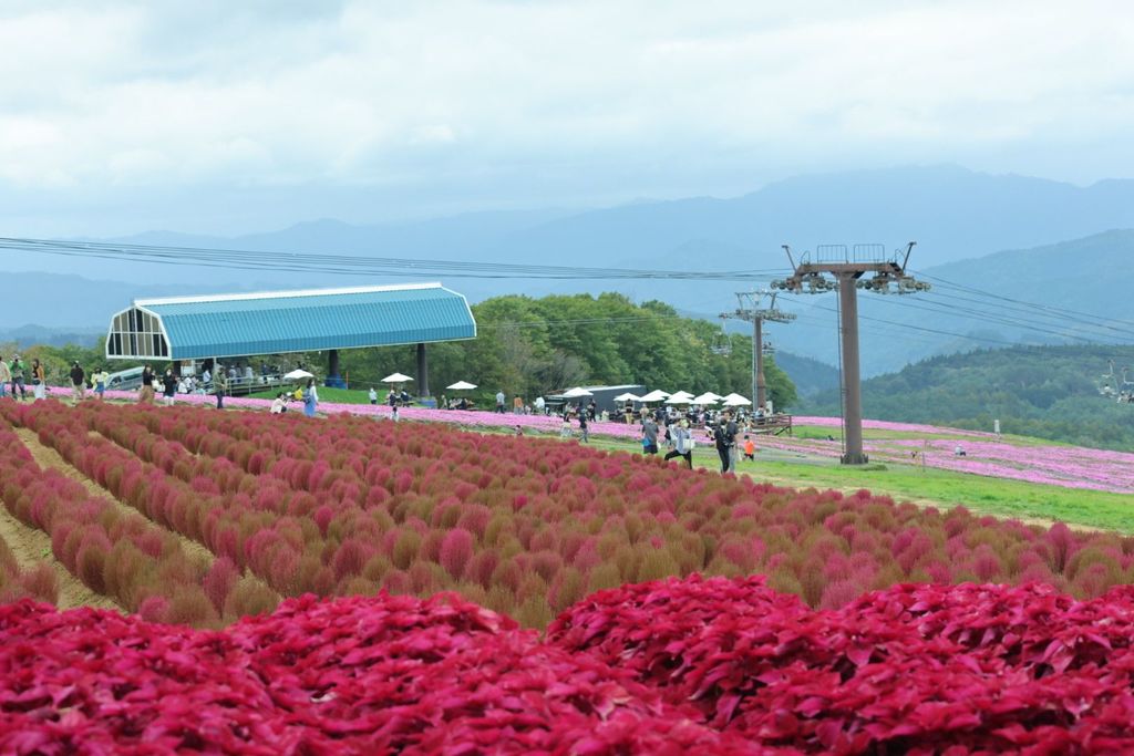 22年 ひるがのピクニックガーデン 桃色吐息とコキアの絶景を堪能 高原スキー場に広がる山頂ガーデン Recotrip レコトリップ