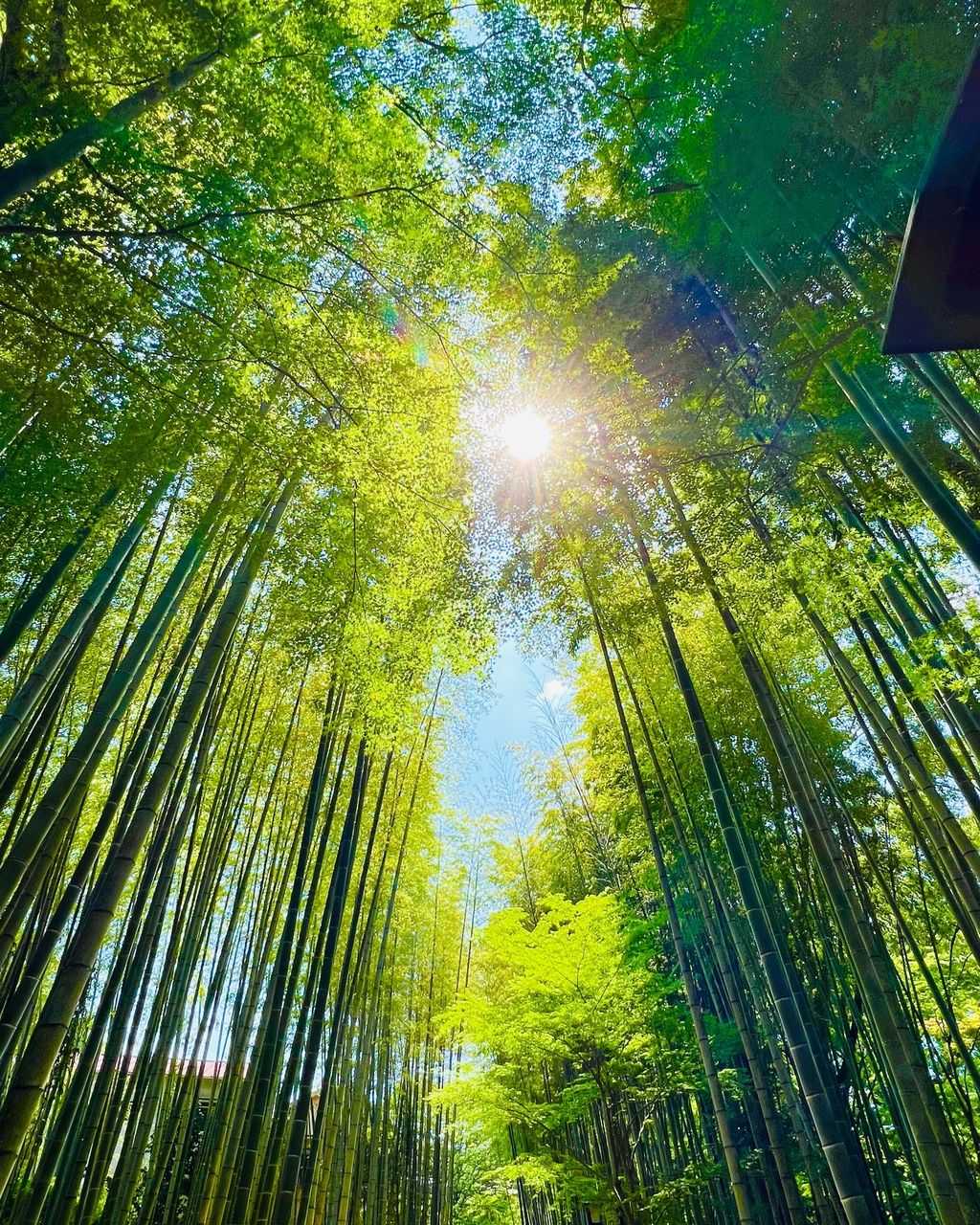 竹林の小径（修善寺）『新緑の季節も最高でした☺️🌳🍃』